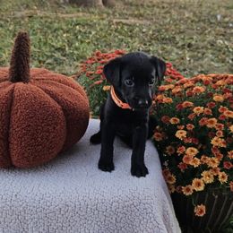 Orange Collar Female - Black female Labrador Retriever puppy in Lubbock, Texas from Bentwood Cove Kennel