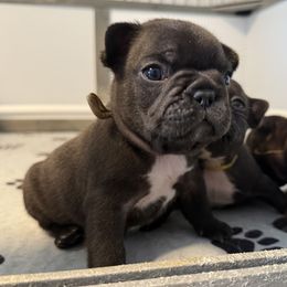 Guiness - Brindle French Bulldog puppy in Leonardtown, Maryland from Cedar Croft Kennel