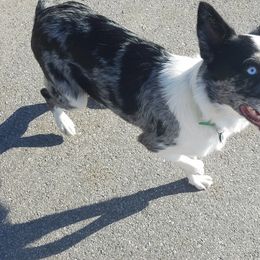 Border Collie Puppies from Lake Ridge Border Collies