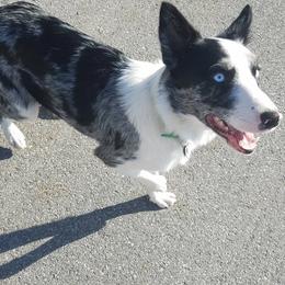 Border Collie Puppies from Lake Ridge Border Collies