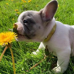 French Bulldogs from Maple Leaf Frenchie’s