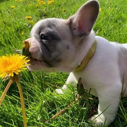 French Bulldogs from Maple Leaf Frenchie’s