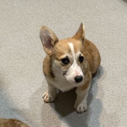 Freedom - White and red male Pembroke Welsh Corgi puppy in Jenkinsburg, Georgia from Red Elephant Farms