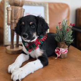 Elvis - Black male Double Doodle puppy in Prescott Valley, Arizona from Ramirez Family Doodles