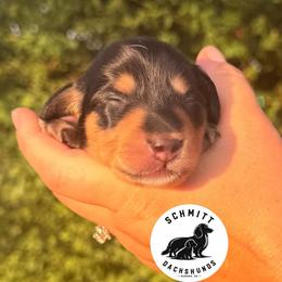 Peter - Black and tan male Dachshund puppy in Ramona, Oklahoma from Schmitt Dachshunds