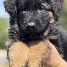 Orlando - Black and red male German Shepherd puppy in Johnstown, Ohio from Vom Haus Neufus