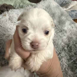 Billy Crystal - Fawn and white male Chihuahua puppy in Mishawaka, Indiana from Tiny Paw Stars LLC