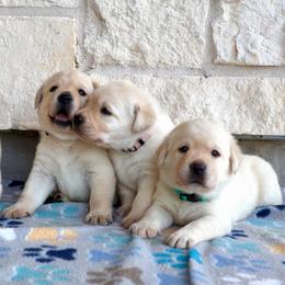Teal - Yellow female Labrador Retriever puppy in Conroe, Texas from Pride Rock Labradors