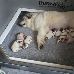 CLANCEY- black collar - White and badger male Great Pyrenees puppy in Mikado, Michigan from Brittain Family Farm