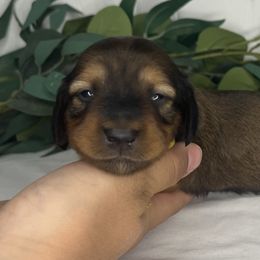 Dachshunds from Simpson Dachshunds