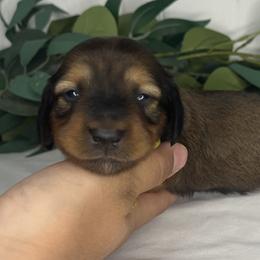 Dachshunds from Simpson Dachshunds