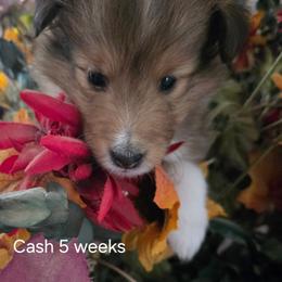 Cash - Sable and white male Shetland Sheepdog puppy in Yavapai County, Arizona from Windsong Shelties