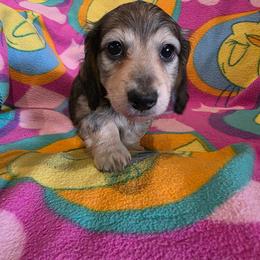 Boy 1 - Cream male Dachshund puppy in Sour Lake, Texas from Rigdon's dachshunds