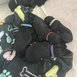 Purple girl - Black female Scottish Terrier puppy in Brule, Nebraska from Scottyland Yard