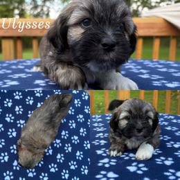 Ulysses - Cream male Lhasa Apso puppy in Cincinnati, Ohio from Shangri-La Lhasa Apsos