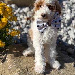 Doc - Red  male Goldendoodle puppy in Warsaw, Ohio from Lovabledoodles