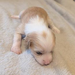 DaoDog Quantum of Solace - Apricot female Chinese Crested puppy in Highland Park, Michigan from Family Kennel Dao Dog