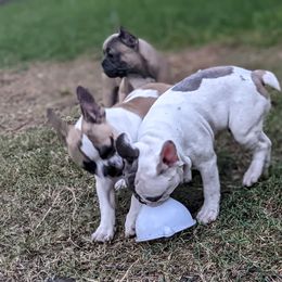 French Bulldog Puppies from G & K Frenchies LLC
