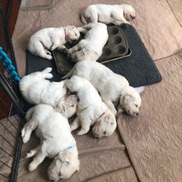 Golden Retriever Puppies from Freedom Retrievers
