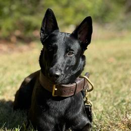 Abby - Belgian Malinois