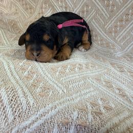 Ice Cream - Pink - Phantom female Bernedoodle puppy in Charleston, South Carolina from Palm Belle Doodles