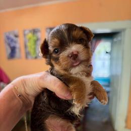 Queen Victoria - Chocolate and tan female Yorkshire Terrier puppy in Jacksonville, Arkansas from Royal Yorkie Terrier