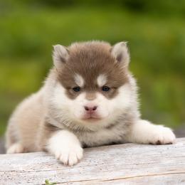 Norton - Lavender male Pomsky puppy in Moultonborough, New Hampshire from Foxfire Arctic Spitz