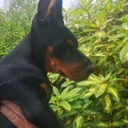 Doberman Pinscher Puppies from Schloss Velburg Dobermanns