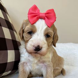 Esther - Apricot female Australian Labradoodle puppy in Harrisonville, Missouri from Blessed Day Doodles
