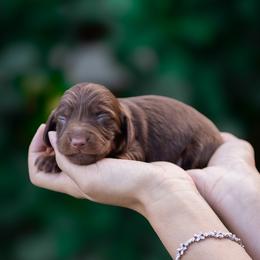 Buttons - Chocolate and tan male Dachshund puppy in Fort Myers, Florida from Blossom Paws