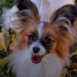 Chihuahuas and Papillons from Torro Chihuahuas