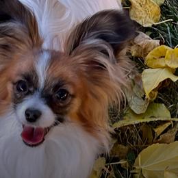 Chihuahuas and Papillons from Torro Chihuahuas
