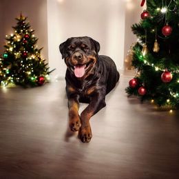 Rottweiler All Grown Up from Von der Edel Rottweilers