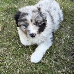 Lariat - Blue merle female Australian Shepherd puppy in Coldwater, Mississippi from Pure Grit Aussies