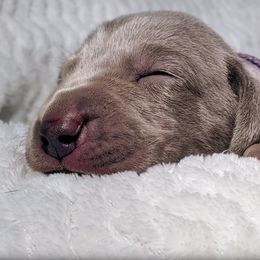 Boy 4 - Silver gray Weimaraner puppy in Jupiter, Florida from Khepri Weimaraners