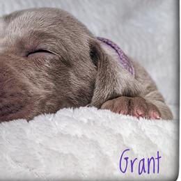 Boy 4 - Silver gray Weimaraner puppy in Jupiter, Florida from Khepri Weimaraners