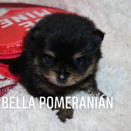 Pomeranian Puppies from MD Bella Pomeranian