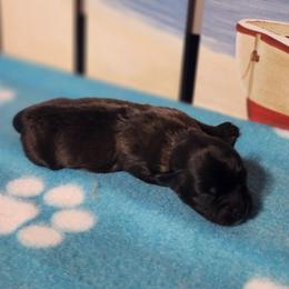 Cocoa - Brown male Shichon puppy in Imperial, Missouri from Shichon Teddybear  puppies of Miss