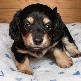 Thunder - Black and cream male Dachshund puppy in High Hill, Missouri from High Hill Hounds