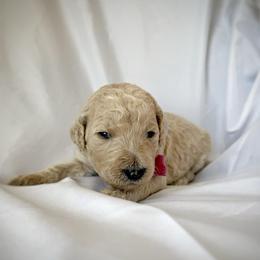 Marigold - Cream female Labradoodle puppy in Kingman, Arizona from The Dood Ranch