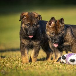 German Shepherd Puppies from Sommerfeld German Shepherds