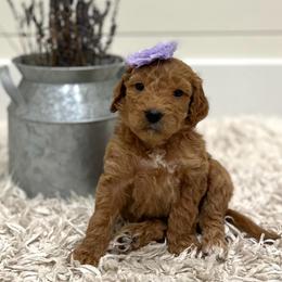 Kiara - Purple Collar - Apricot female Goldendoodle puppy in Arlington, Washington from Anderson Goldendoodles
