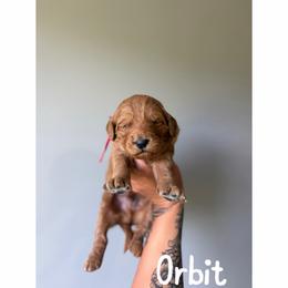Orbit - Red  male Goldendoodle puppy in Smithfield, Kentucky from KBK9 Kennels