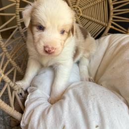 Bentley - Red merle male Australian Shepherd puppy in Grants Pass, Oregon from Carmel Mountain Aussies