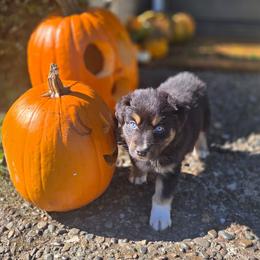 Chucky - Black tri-color male Australian Shepherd puppy in Salem, Oregon from Steady Aim Aussies