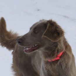 Candi - Weimaraner