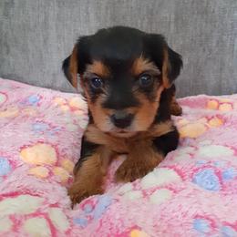 Ella Rose - Black and tan female Yorkshire Terrier puppy in Gurley, Alabama from Rhondas yorkies
