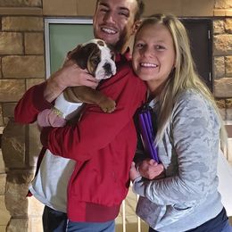 Bulldogs and French Bulldogs from AdoraBull Bulldogs