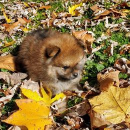 Pomeranian Puppies from Donna Gaspich