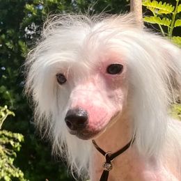 Itsy - White and black male Chinese Crested puppy in Lutz, Florida from Halcyon Chinese Cresteds